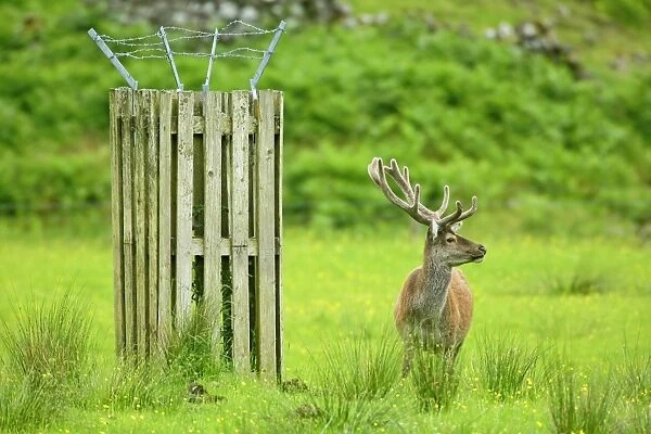 Red Deer Farming stag in enclosure during spring Glen Etive, Glencoe area, Highlands, Scotland, UK