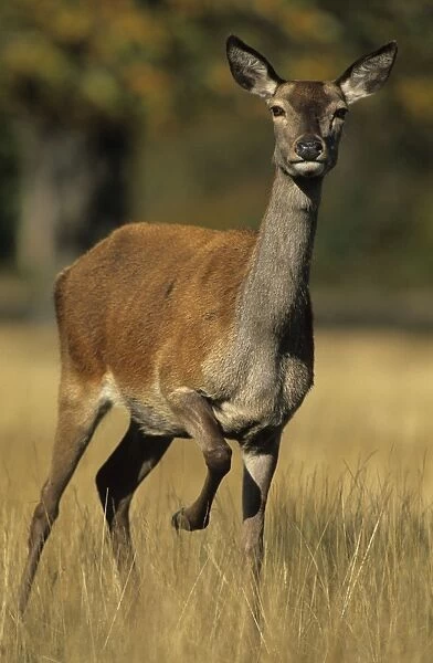 Red Deer - Female, UK