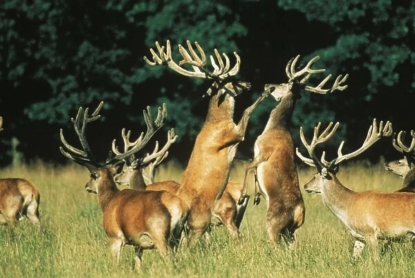 Red Deer Fighting, anterls in velvet too soft for fighting