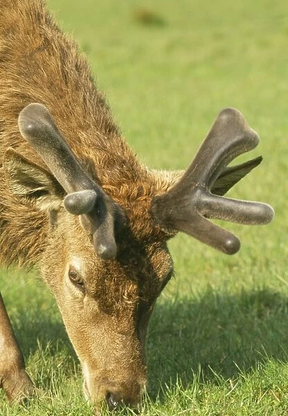 Red Deer - grazing