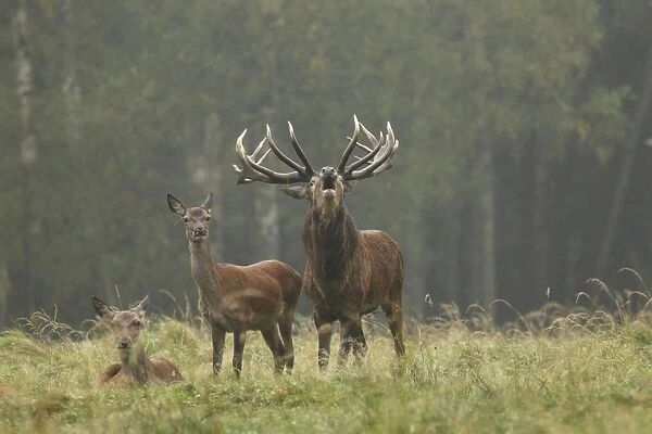 Red Deer - herd in rut - buck belling - Saxonia - Germany