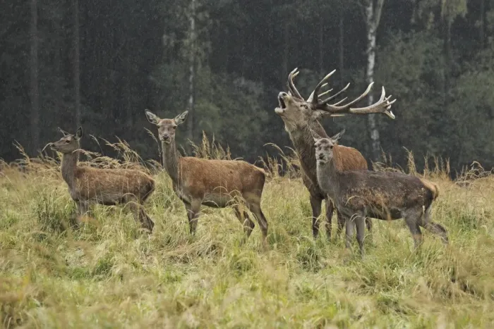 Framed Print : Red Deer - herd in rut - buck belling - Saxonia - Germany Framed Print : Red Deer - herd in rut - buck belling - Saxonia - Germany