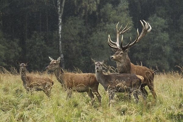 Red Deer - herd in rut - Saxonia - Germany