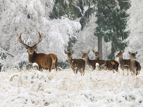 Red Deer - herd in snow - Germany