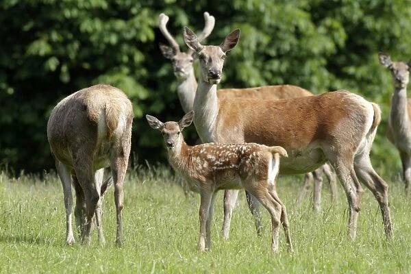 Red Deer - hind with calf - Lower Saxony - Germany