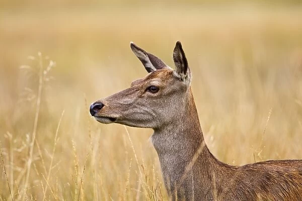 Red Deer - hind - close up - Richmond Park UK 14959