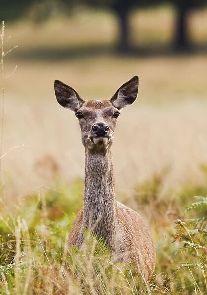 Red Deer - hind - close up - Richmond Park UK 14972