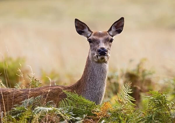Red Deer - hind - close up -Richmond Park UK 14973