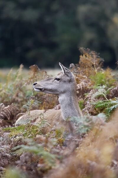 Red deer - hind Richmond Park UK 006364