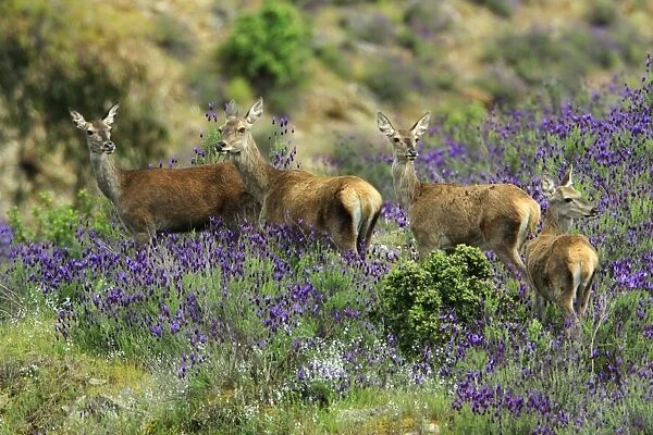 Red Deer - hinds with calves, amongst wild lavender, Alentejo, Portugal