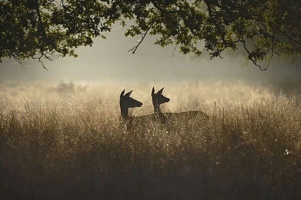 Red Deer - hinds at dawn - Richmond Park UK 007847