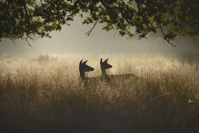 Framed Print : Red Deer - hinds at dawn - Richmond Park UK 007847 Framed Print : Red Deer - hinds at dawn - Richmond Park UK 007847