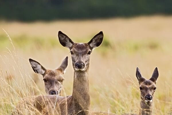 Red Deer - three hinds - Richmond Park UK 14970