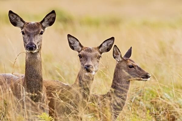 Red Deer - three hinds - Richmond Park UK 14971