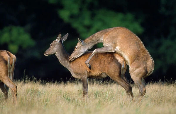Red Deer - hinds sexually stimulated during the rut