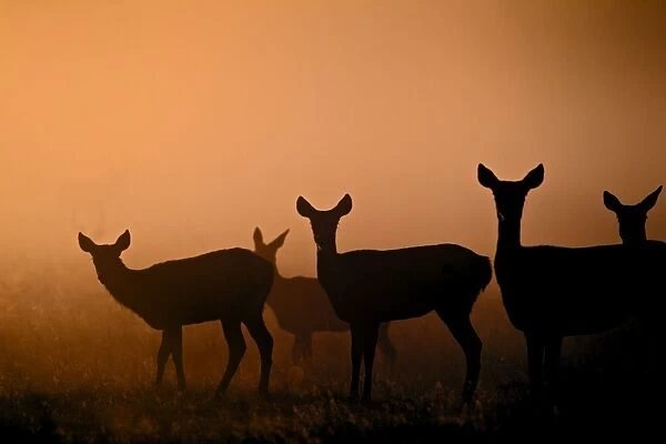 Red Deer - hinds at sunrise - Richmond Park UK 14996