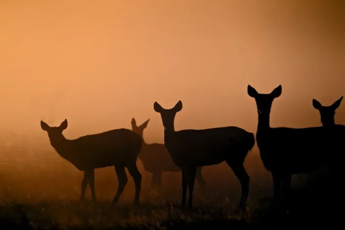Framed Print : Red Deer - hinds at sunrise - Richmond Park UK 14996 Framed Print : Red Deer - hinds at sunrise - Richmond Park UK 14996