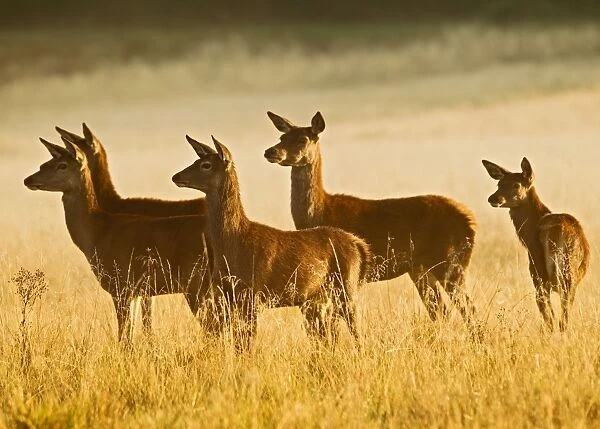 Red Deer - hinds at sunrise - Richmond Park UK 15001
