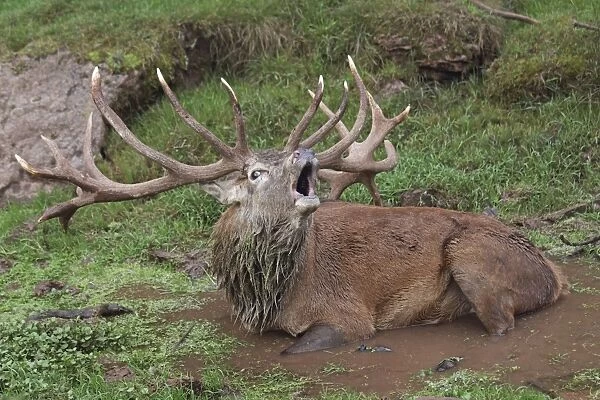 Red Deer - lying down in puddle - in rut - buck belling - Pfalzer Wald - Germany