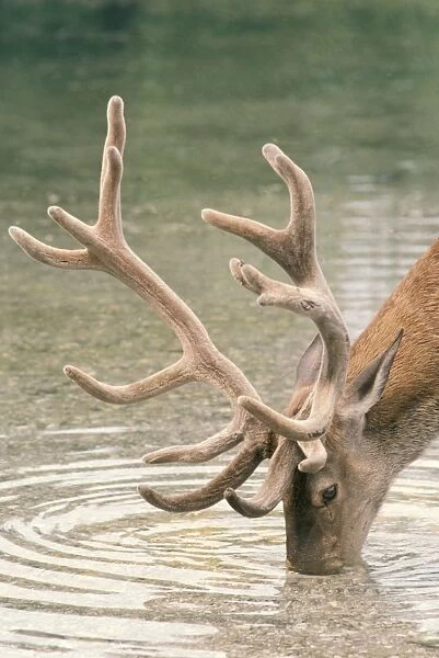 Red Deer - male drinking