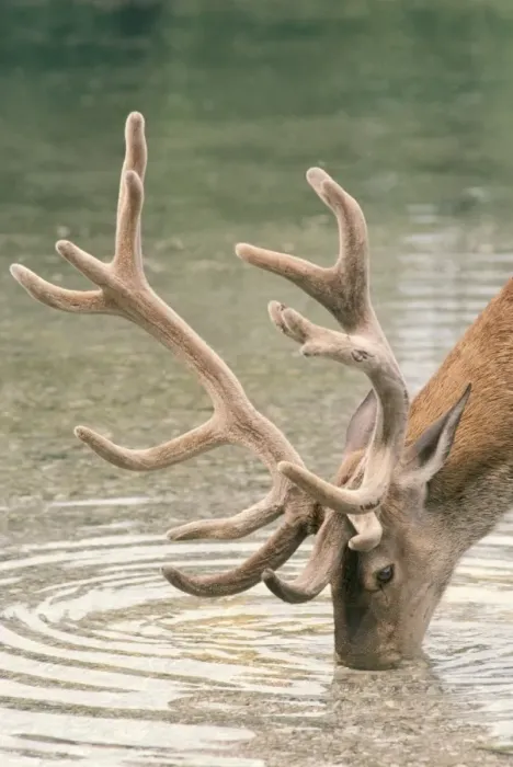 Framed Print : Red Deer - male drinking Framed Print : Red Deer - male drinking