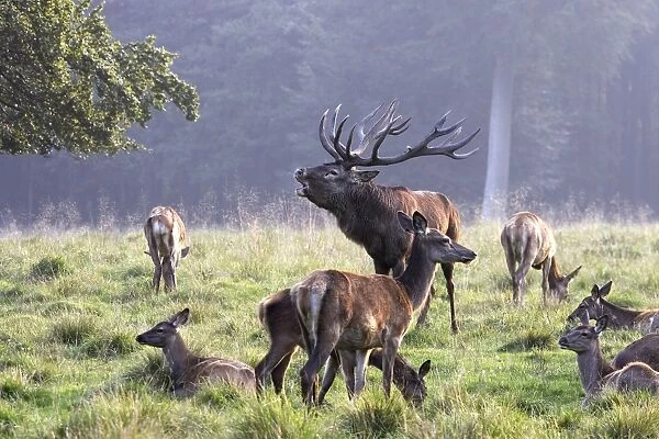 Red Deer - male with females - Dyrehave Park Copenhagen Denmark