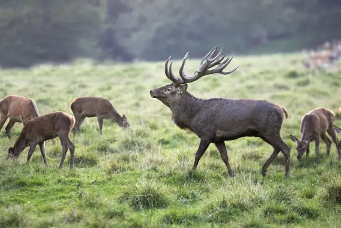 Framed Print : Red Deer - male and females Family: Cervidae