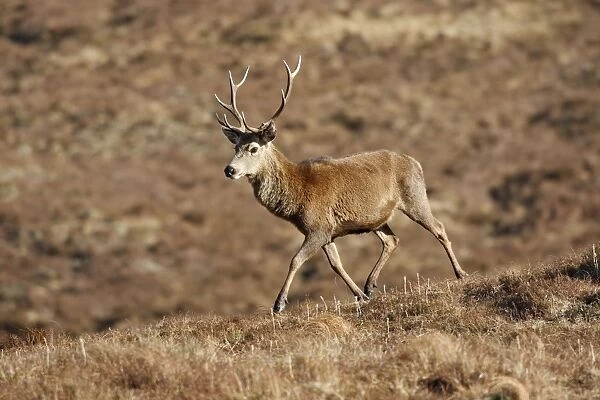 Red Deer - male. Scottish Moor - Aviemore - Scotland