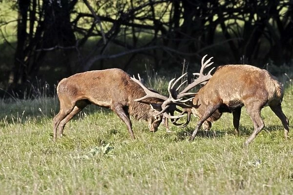 Red Deer - males fighting - Dyrehaven Park Copenhagen Denmark