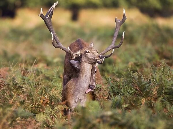 Red Deer - mating - Richmond Park UK 14967