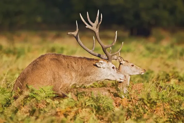 Framed Print : Red Deer - mating - Richmond Park UK 14968 Framed Print : Red Deer - mating - Richmond Park UK 14968
