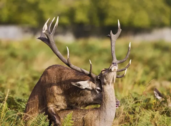 Framed Print : Red Deer - mating - Richmond Park UK 14969 Framed Print : Red Deer - mating - Richmond Park UK 14969