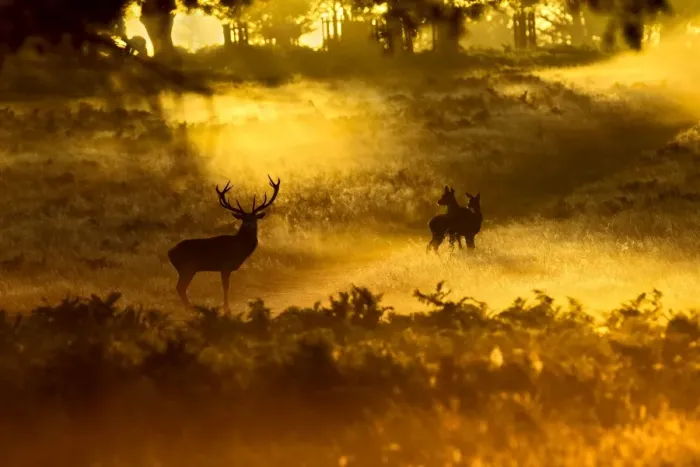 Framed Print : Red Deer - in mist at sunrise - Richmond Park UK 14991 Framed Print : Red Deer - in mist at sunrise - Richmond Park UK 14991