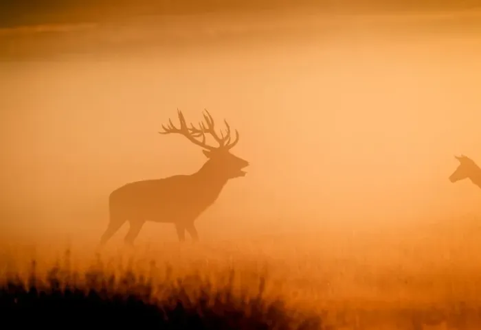 Framed Print : Red Deer - in mist at sunrise - Richmond Park UK 15027 Framed Print : Red Deer - in mist at sunrise - Richmond Park UK 15027