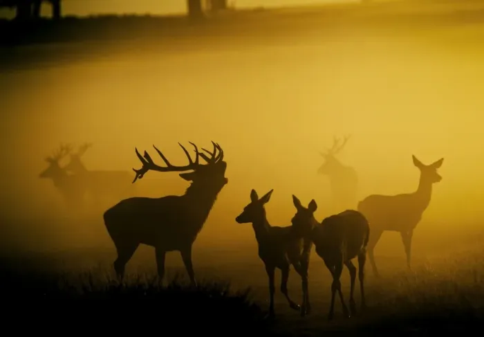 Framed Print : Red Deer - in mist at sunrise - Richmond Park UK 15030 Framed Print : Red Deer - in mist at sunrise - Richmond Park UK 15030