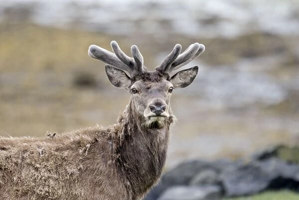 Red deer - Portrait, head and shoulders antlers in velvet - Isle of Mull - Scotland