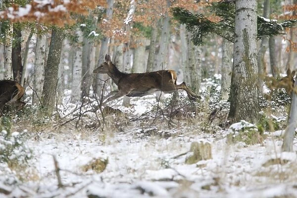 Red Deer - running through forest in snow. Alsace - France