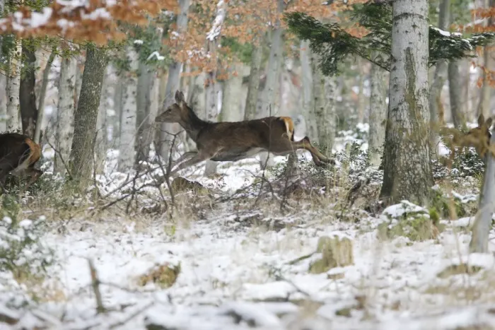 Framed Print : Red Deer - running through forest in snow. Alsace - France Framed Print : Red Deer - running through forest in snow. Alsace - France