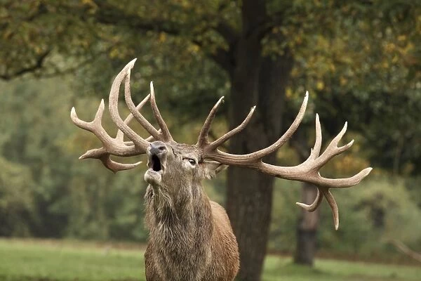 Red Deer - in rut - buck belling - Pfalzer Wald - Germany