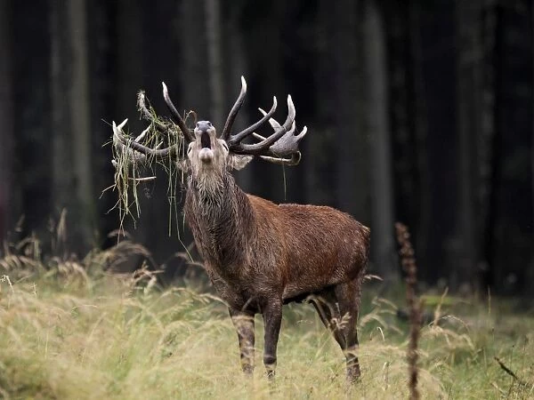 Red Deer - in rut - buck belling - Saxonia - Germany