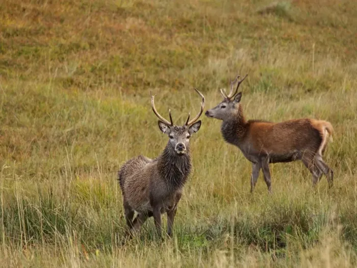Framed Print : Red Deer - Scottish Highlands - Scotland Framed Print : Red Deer - Scottish Highlands - Scotland