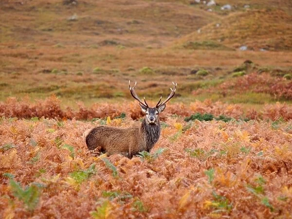Red Deer - Scottish Highlands - Scotland