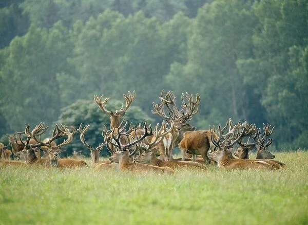 Red Deer SM 346 Large group of males Cervus elaphus © Stefan Meyers  /  ARDEA LONDON