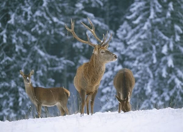 Red Deer - in snow