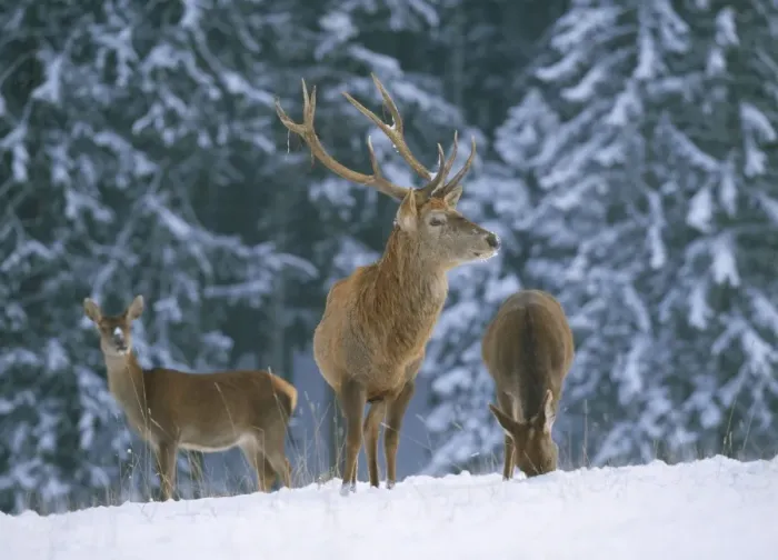 Framed Print : Red Deer - in snow Framed Print : Red Deer - in snow