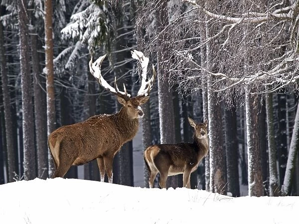 Red Deer - in snow - Germany