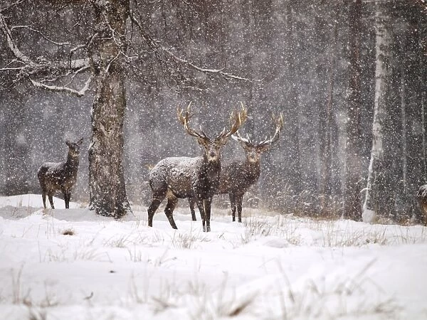 Red Deer - in snow - Germany