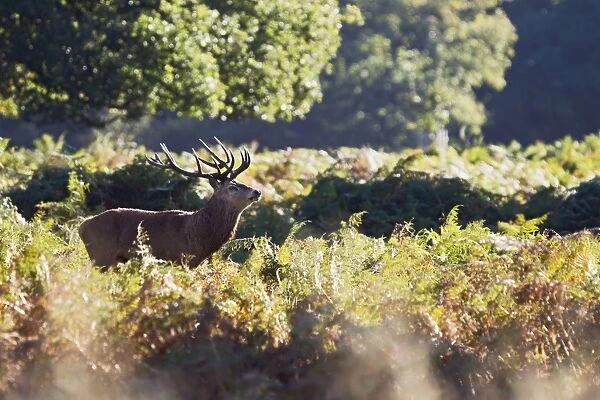 Red Deer - Stag in bracken - Richmond Park UK 14949