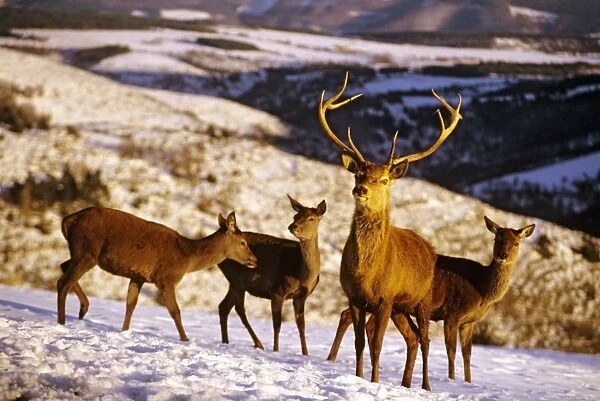 Red Deer - Stag with three does in snow - France JFL00315