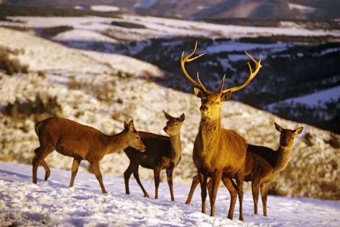 Framed Print : Red Deer - Stag with three does in snow - France JFL00315 Framed Print : Red Deer - Stag with three does in snow - France JFL00315